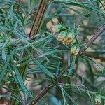 Artemisia scoparia Bark