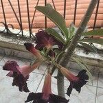Adenium multiflorum Цвят