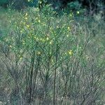 Chrysojasminum fruticans Habitat