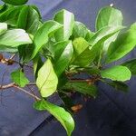 Terminalia amazonia その他の提案