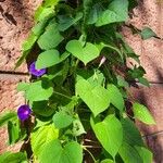 Ipomoea triloba Хабит