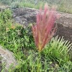 Tetrapogon roxburghiana Çiçek