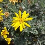 Euryops pectinatus Fleur