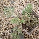 Seseli gummiferum 葉