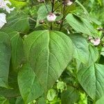 Catalpa bungei Blatt