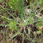 Bupleurum stellatum Leaf