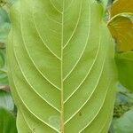 Nauclea latifolia Folio