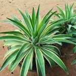 Agave demeesteriana Blatt