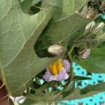 Solanum carolinense Květ