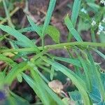 Coreopsis tinctoria Fuelha