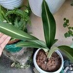 Hippeastrum reticulatum Lapas