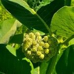 Asclepias viridiflora फल