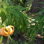 Lilium henryi Hábito