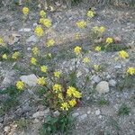 Sinapis arvensis Fula