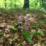 Betonica officinalis Blüte