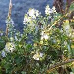 Veronica anagallis-aquaticaFlower