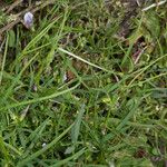 Vicia bithynica Staniste