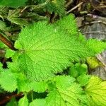 Lamium maculatum Folha