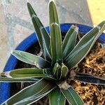 Agave victoriae-reginae Листок