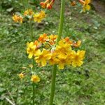 Primula chungensis Flower