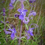 Trichostema parishii Celota