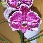 Phalaenopsis spp. Cvet