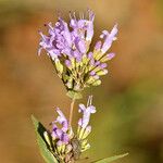 Cunila origanoides Цветок