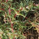 Salsola soda Hoja
