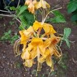 Rhododendron calendulaceum Fula