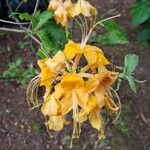 Rhododendron calendulaceum Flower