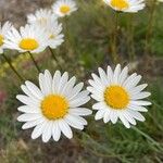 Leucanthemum graminifolium