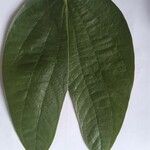 Bauhinia acuminata List