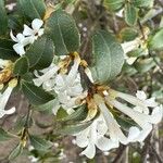 Osmanthus delavayi Virág