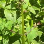 Scrophularia auriculata Flor