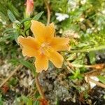 Diplacus aurantiacus Λουλούδι