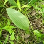 Arnoglossum plantagineum Leaf