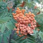 Sorbus aucuparia果實