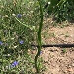 Ammobium alatum Blatt