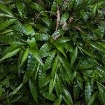 Centotheca lappacea Hoja