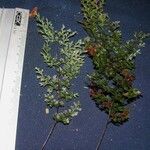 Hymenophyllum polyanthos Máis