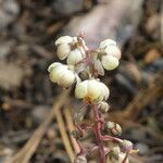 Pyrola picta Flower