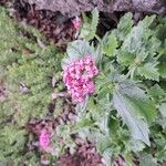 Valeriana macrosiphon 花