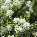 Lepidium latifolium Flor