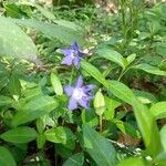 Vinca herbaceaFiore