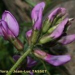 Oxytropis jacquinii Flower