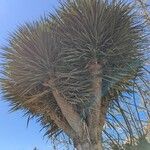 Dracaena draco Leaf