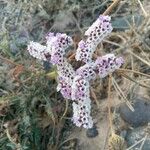 Limonium tuberculatum Blomma