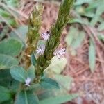 Pseudelephantopus spicatus Blüte