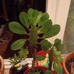 Euphorbia trigona Folla