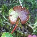 Geranium lucidum Feuille